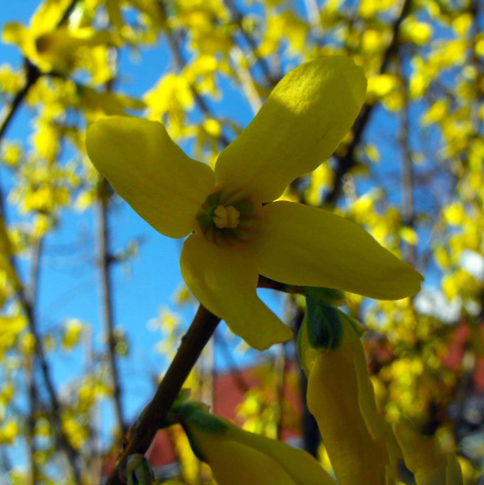 Fujifilm FinePix S1000fd sample photo. Golden shower, flower, plant photography