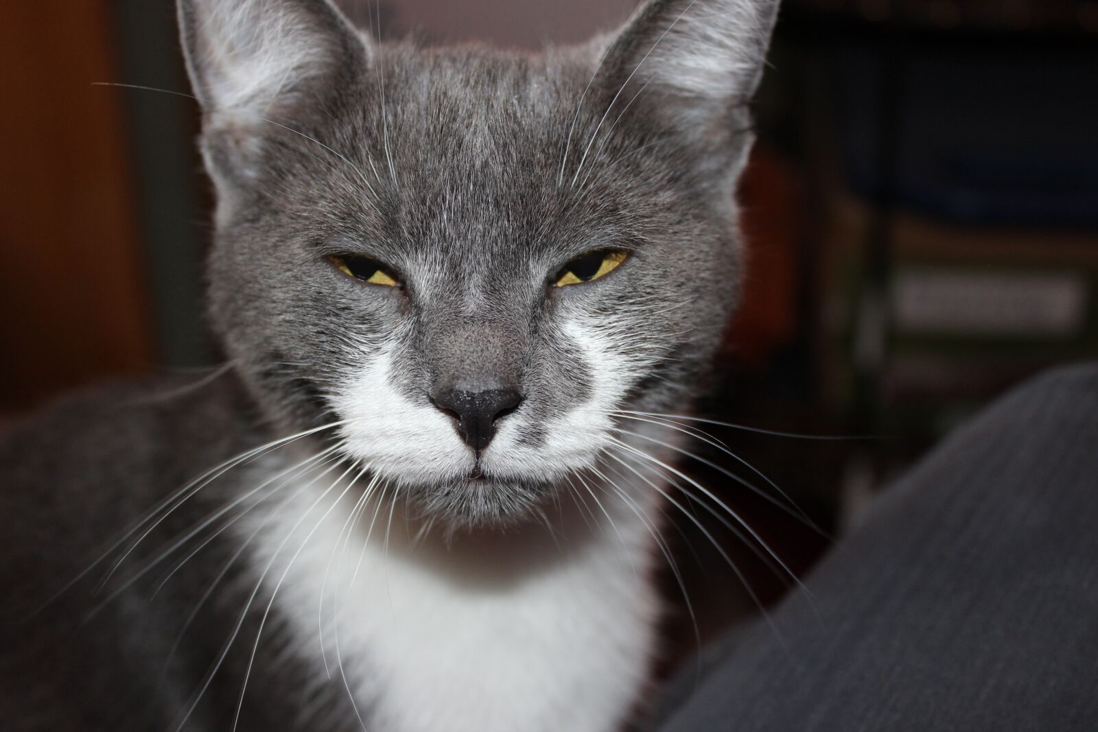 Canon EOS 600D (Rebel EOS T3i / EOS Kiss X5) sample photo. Cat, pet, eyes photography