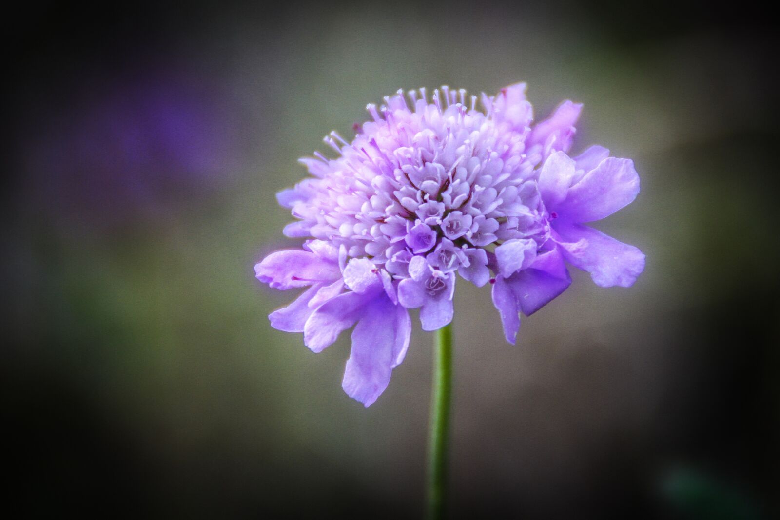 Canon EOS 7D sample photo. Flower, nature, violet photography
