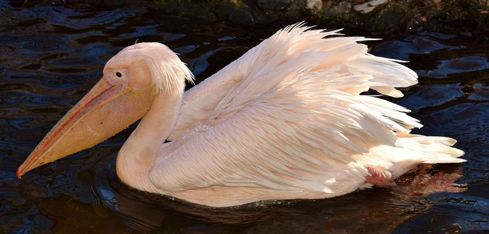 Nikon D7200 sample photo. Pelikan, bird, bill photography