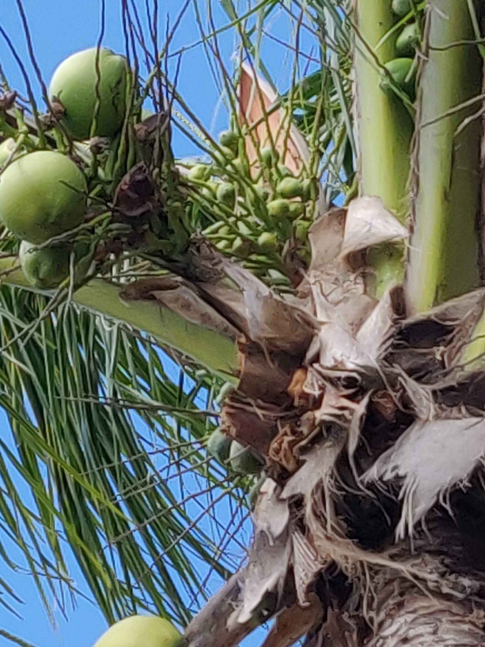 OnePlus A6000 sample photo. Coconut, plant, tropical photography