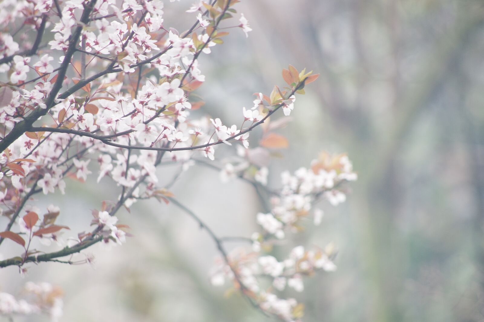 Pentax K-x sample photo. Plum flower, flower, lee photography