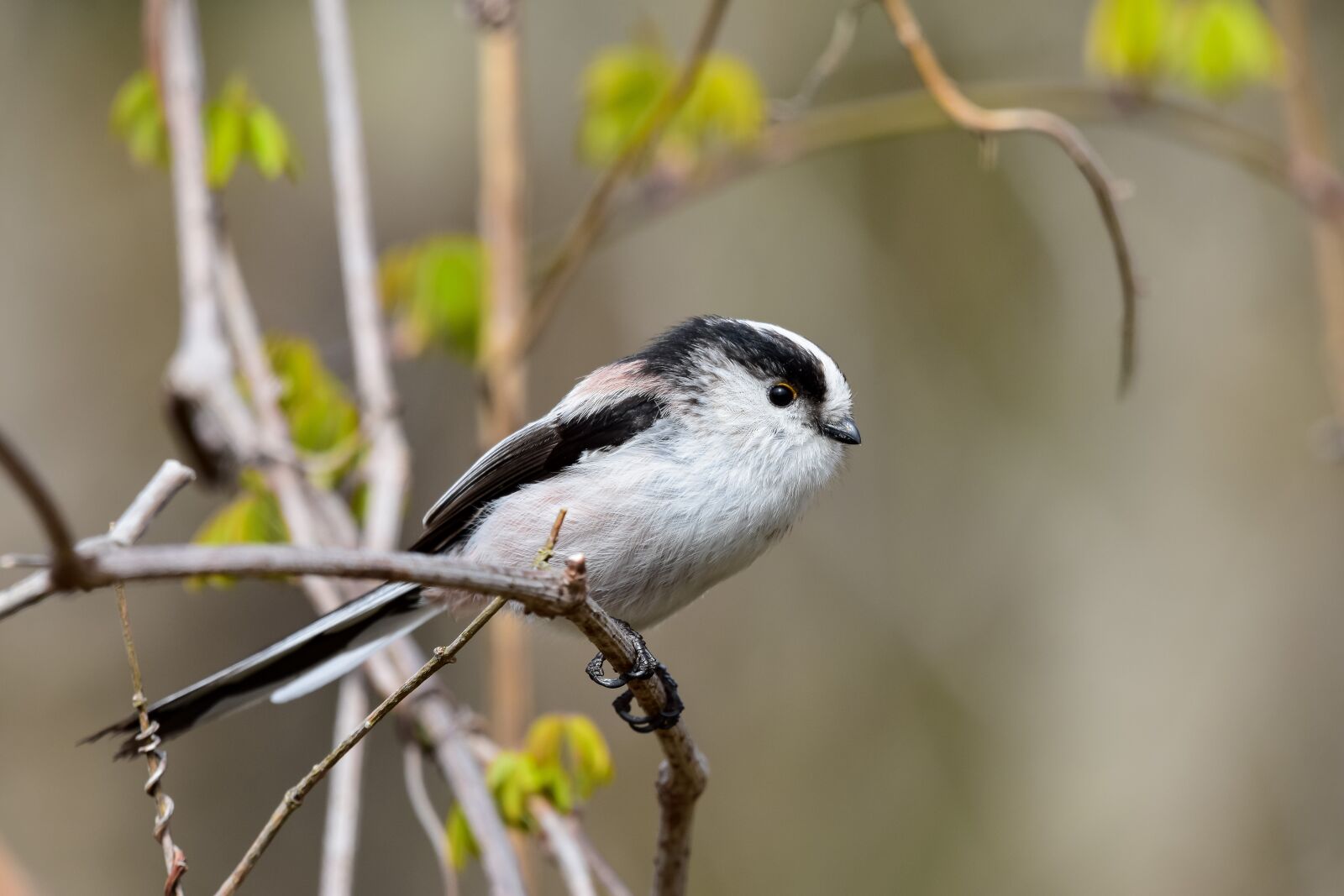 Nikon D7200 sample photo. Animal, forest, wood photography