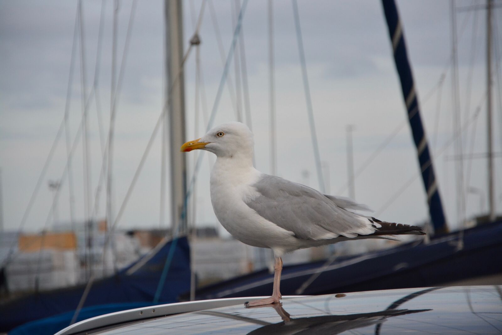 Nikon D5200 sample photo. Seagull, goëland, port photography