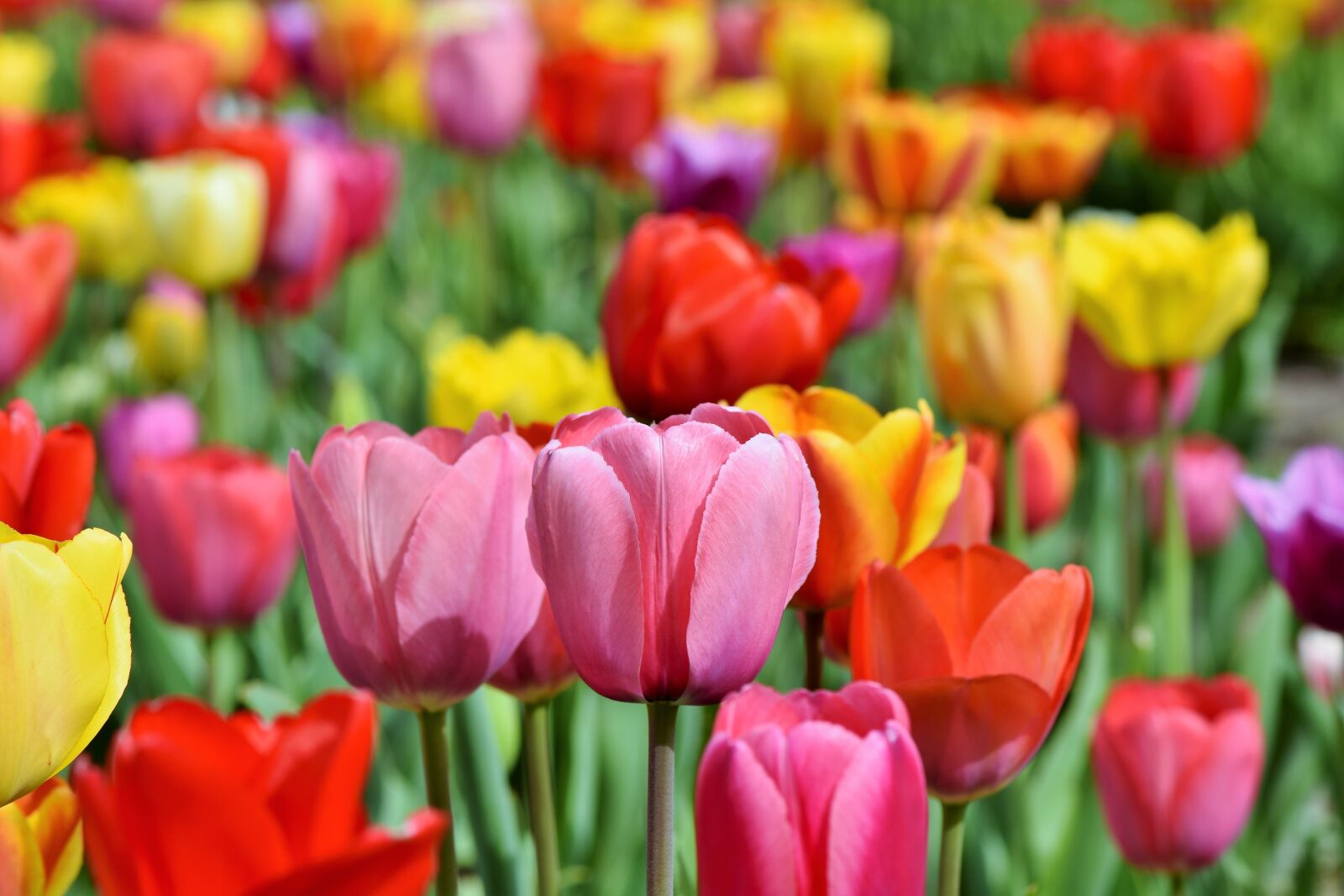 Nikon D7200 sample photo. Tulips, tulip field, tulpenbluete photography