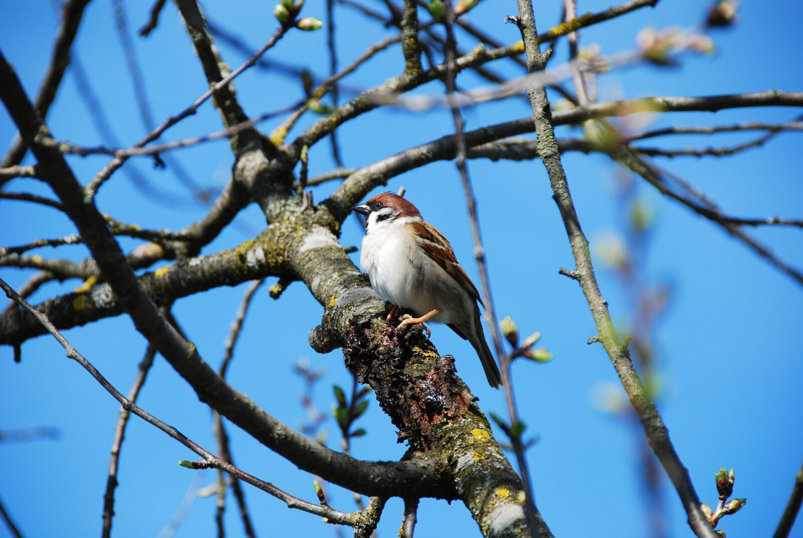 Nikon D80 sample photo. Sperling, sparrow, bird photography
