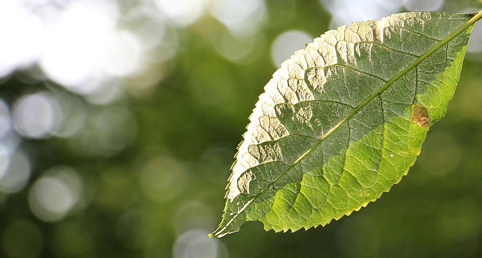 Canon EOS 550D (EOS Rebel T2i / EOS Kiss X4) sample photo. Leaf, tree leaf, green photography