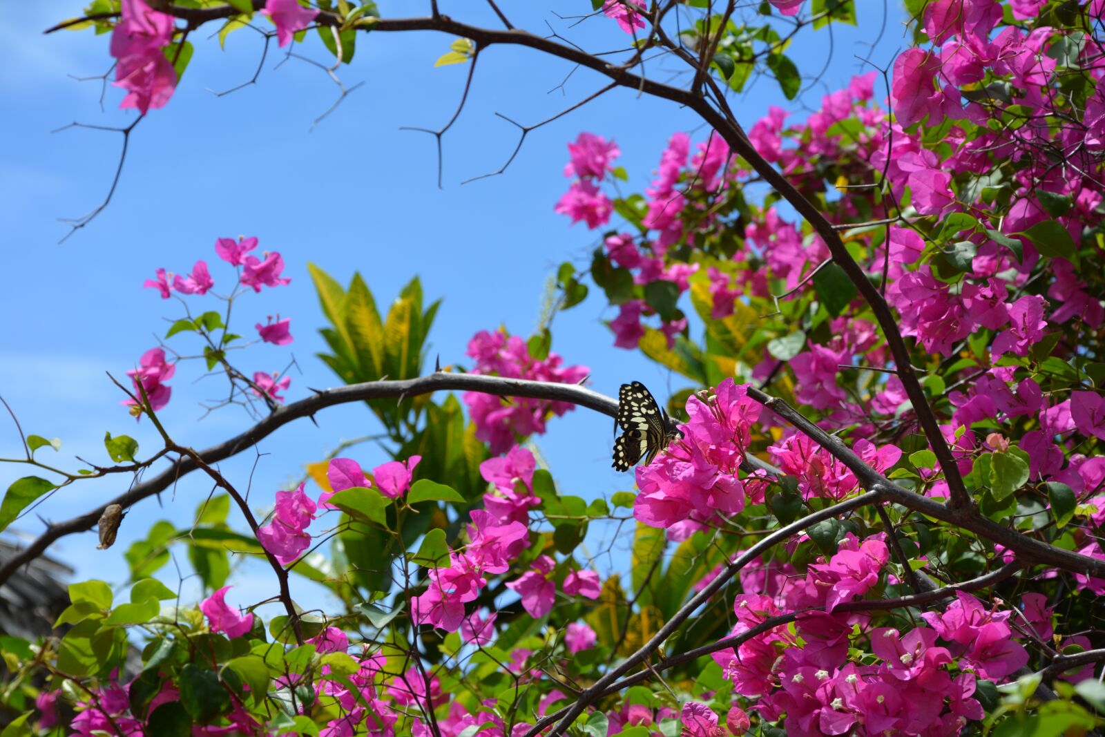 Nikon D5200 sample photo. Flowers, pink, bloom photography