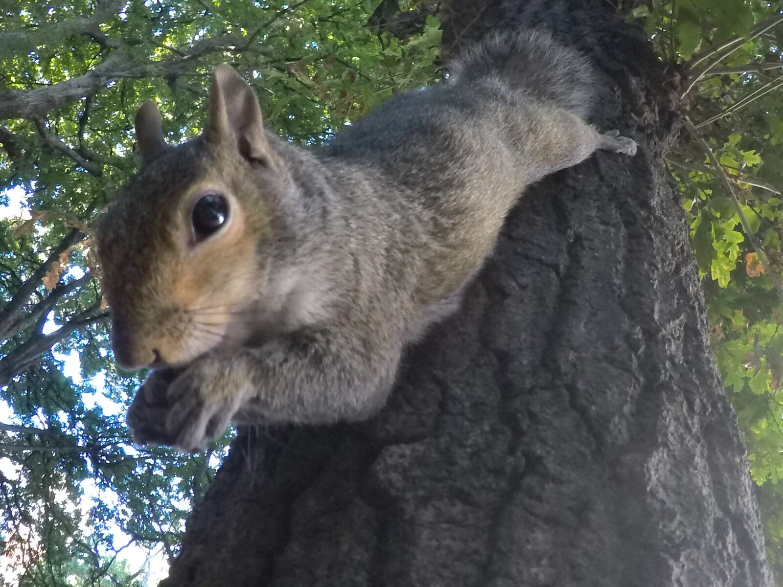 GoPro Hero5 Black sample photo. Animal, eat, squirrel, tree photography
