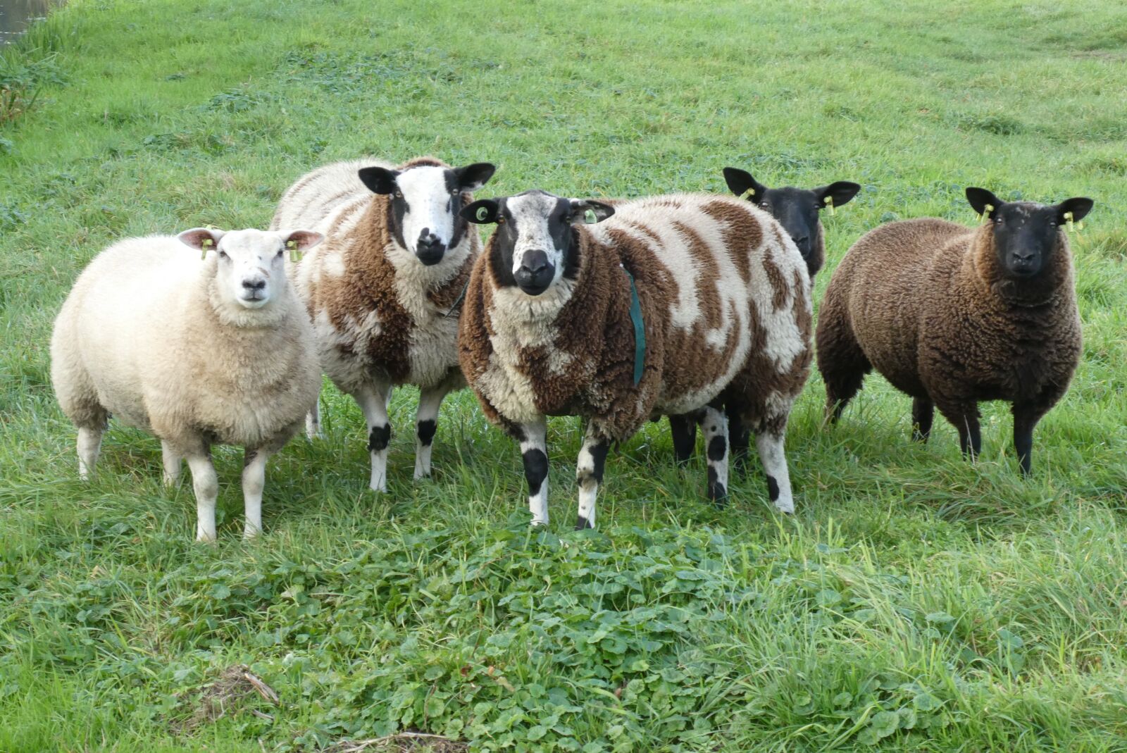 Panasonic Lumix DC-ZS70 (Lumix DC-TZ90) sample photo. Sheep, meadow, wool photography