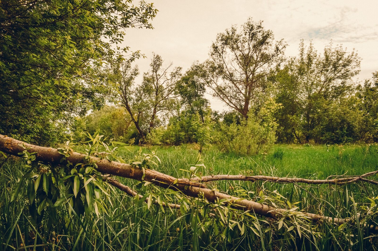 Nikon D3200 sample photo. Tree, meadow, grass photography