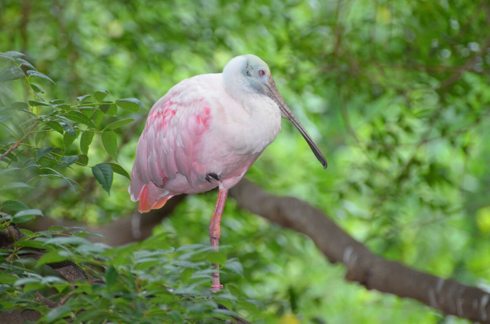 Nikon D5100 sample photo. Spatula, spatula pink, bird photography