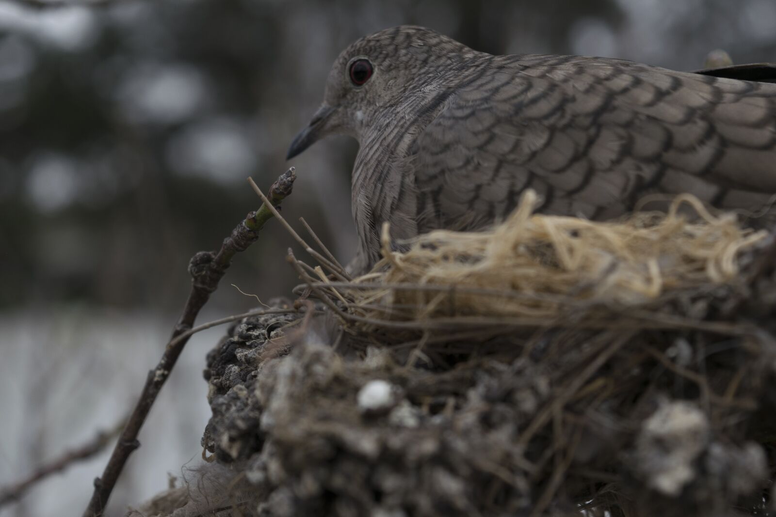 Nikon D3300 sample photo. Birds, nature, wild life photography