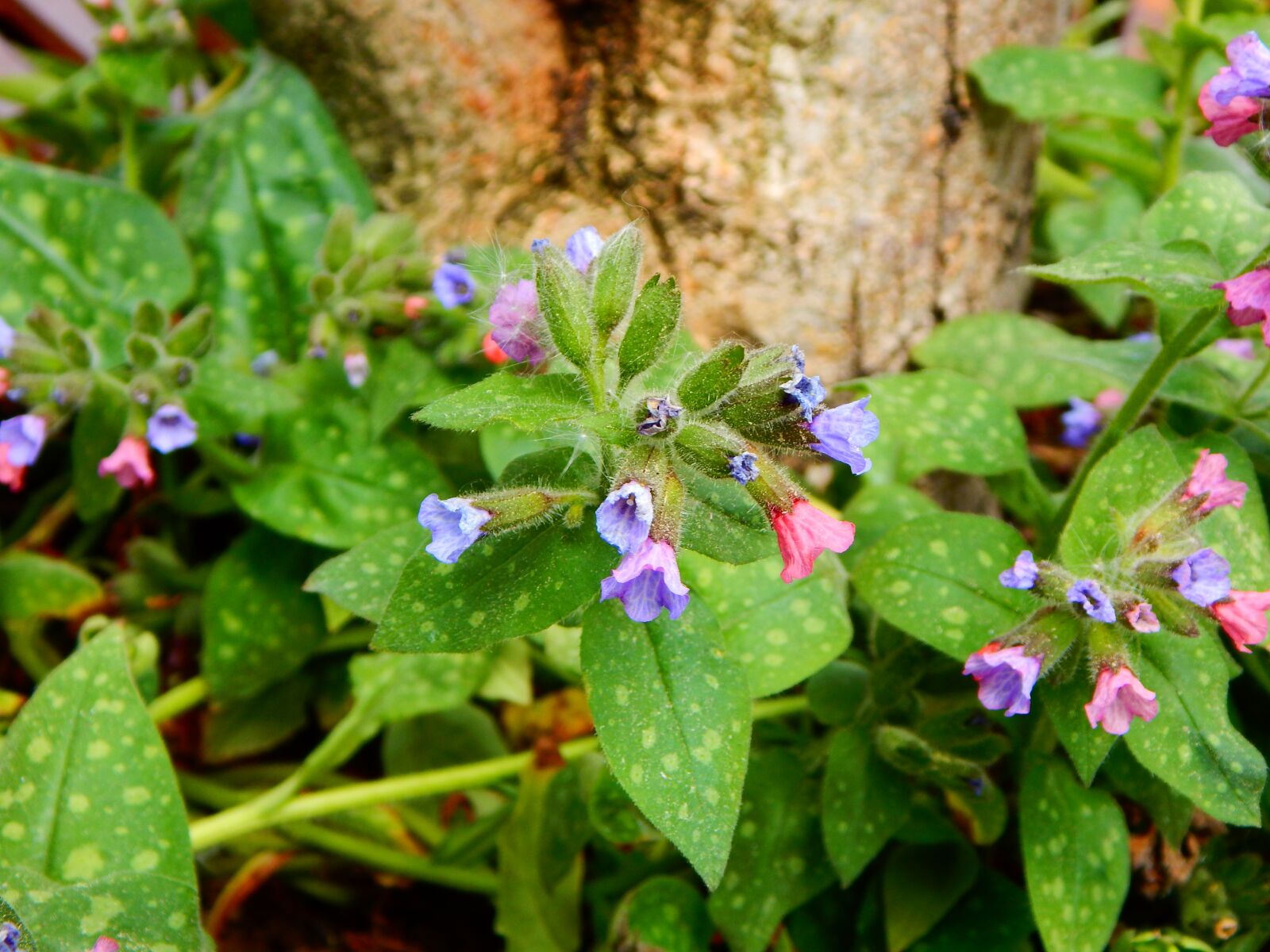 Nikon Coolpix L830 sample photo. Lungwort, spring, garden plant photography