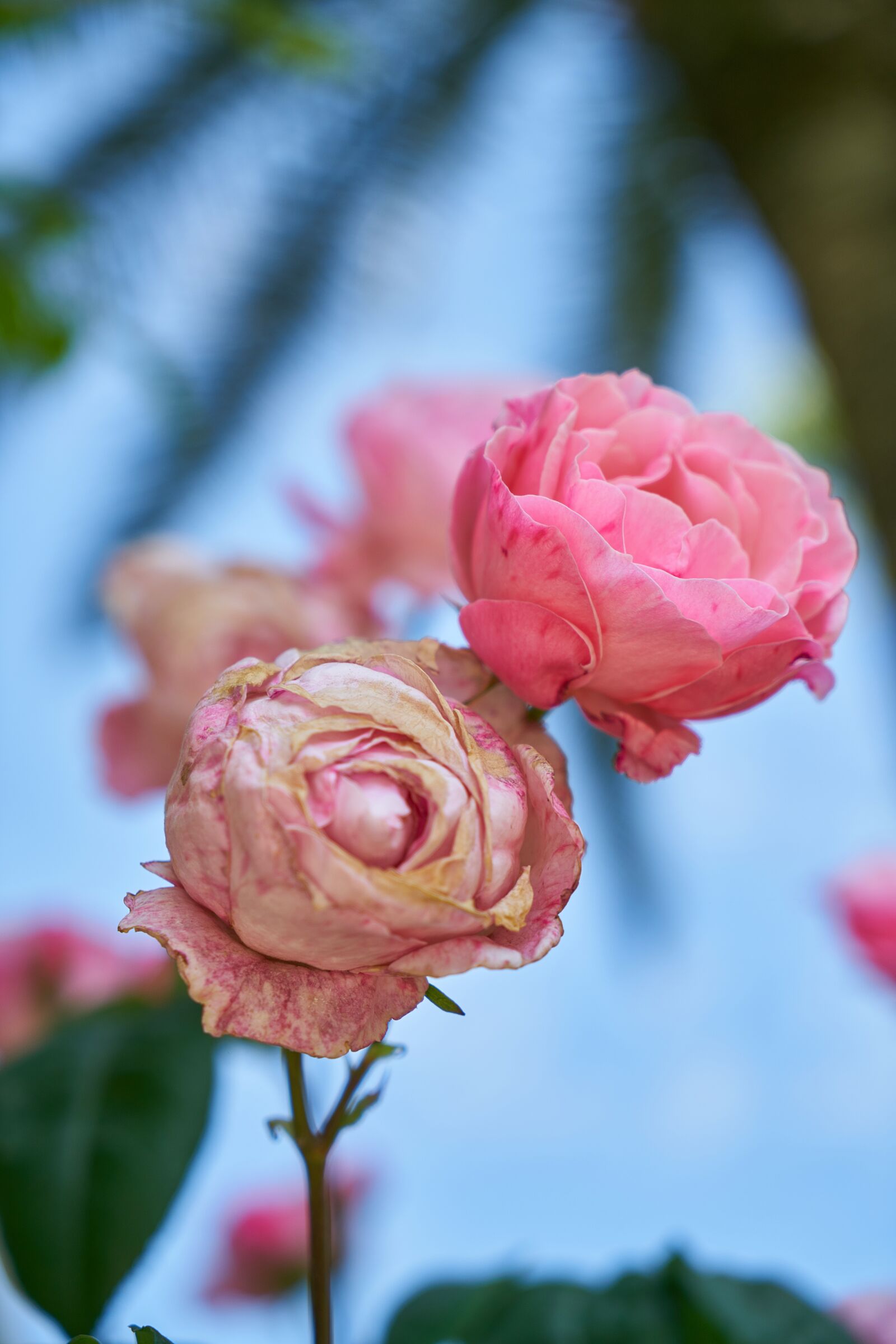 Sony a7R II + Sony Vario Tessar T* FE 24-70mm F4 ZA OSS sample photo. Flower, rose, pink photography