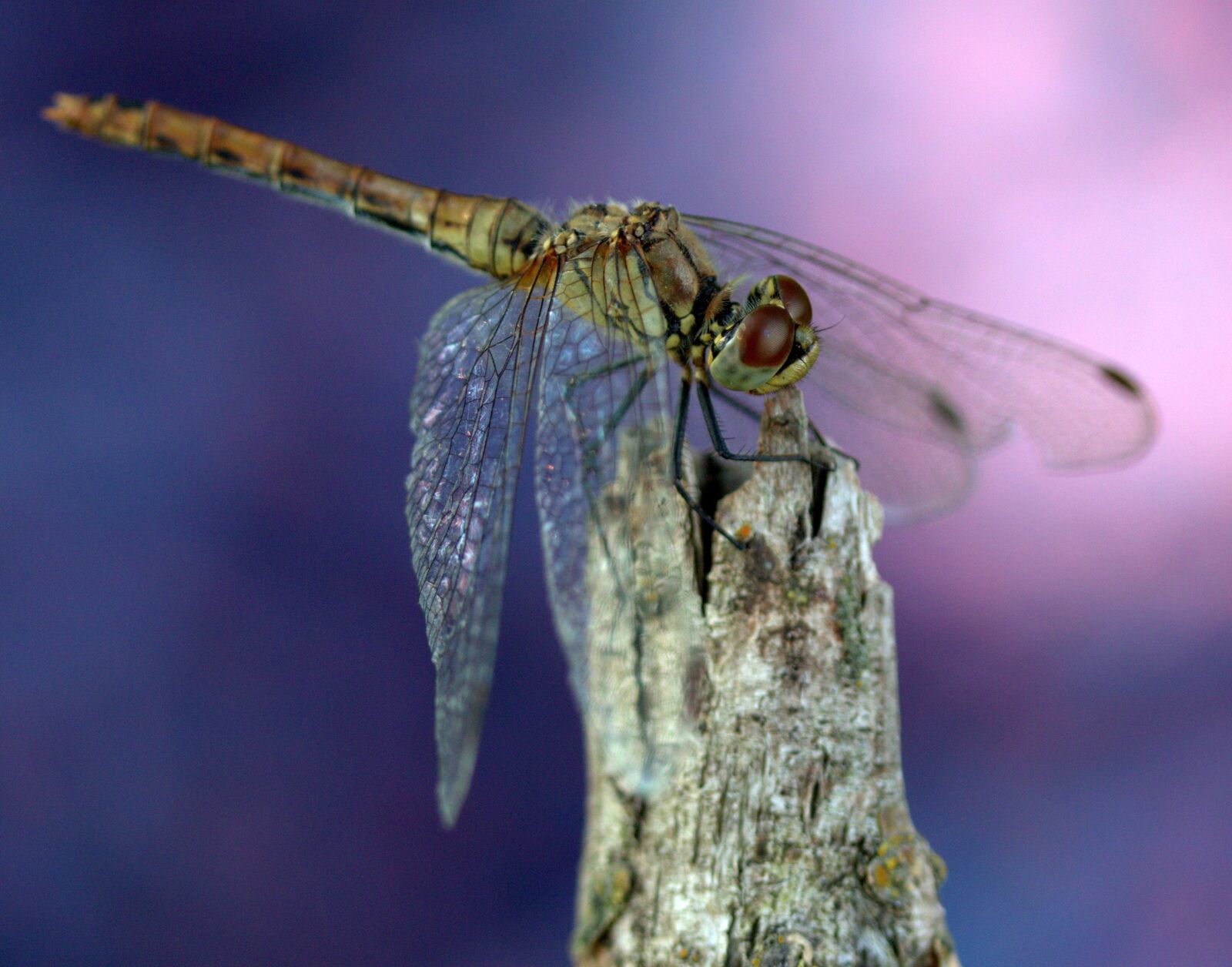 Canon EF-S 60mm F2.8 Macro USM sample photo. Dragonfly, wings, insecta photography