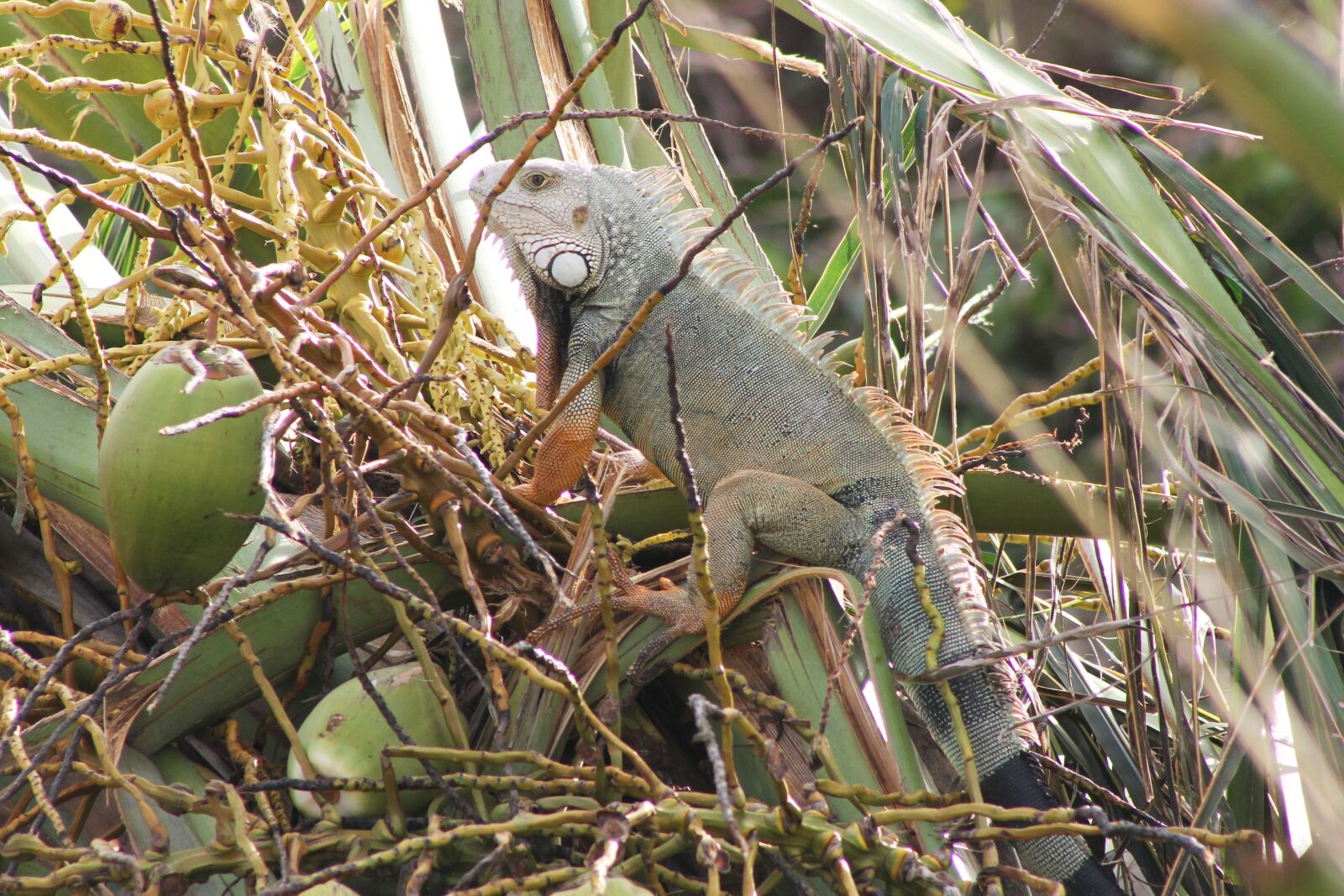 Canon EOS 1100D (EOS Rebel T3 / EOS Kiss X50) + Canon EF75-300mm f/4-5.6 sample photo. Iguana, lizard, dragon photography