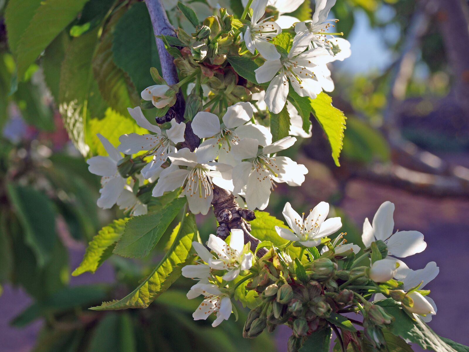 Olympus E-420 (EVOLT E-420) sample photo. Flowers, flower, spring photography
