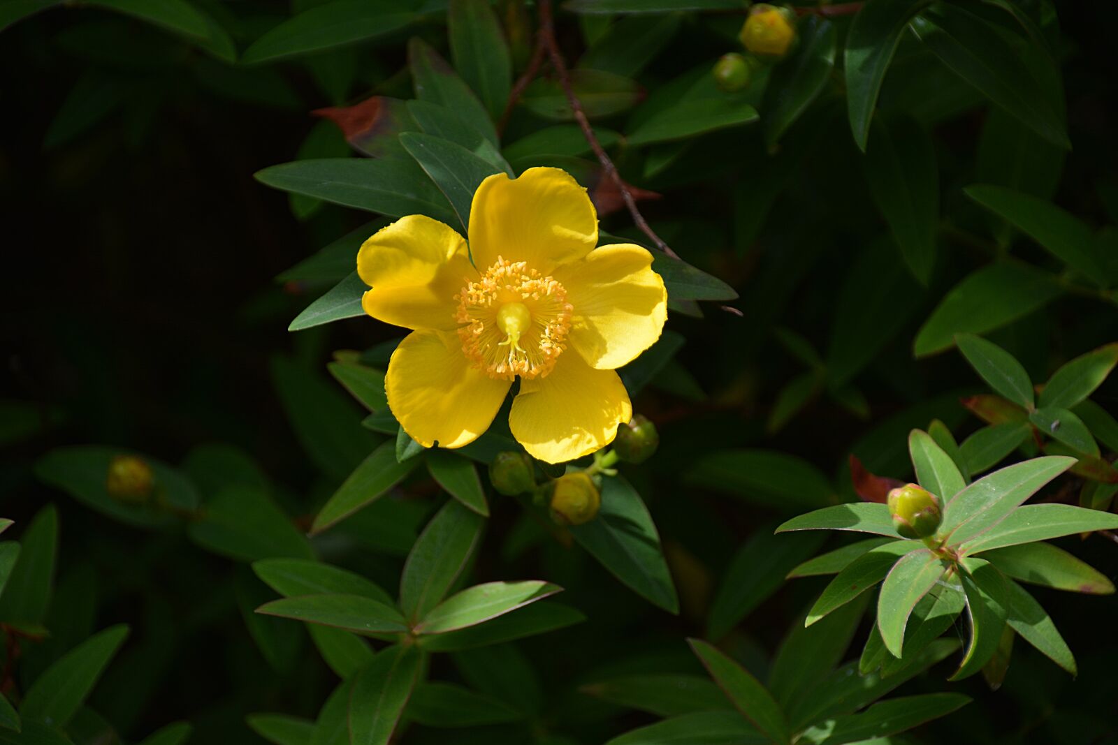 Nikon D5200 sample photo. Flower, anemone, yellow flower photography