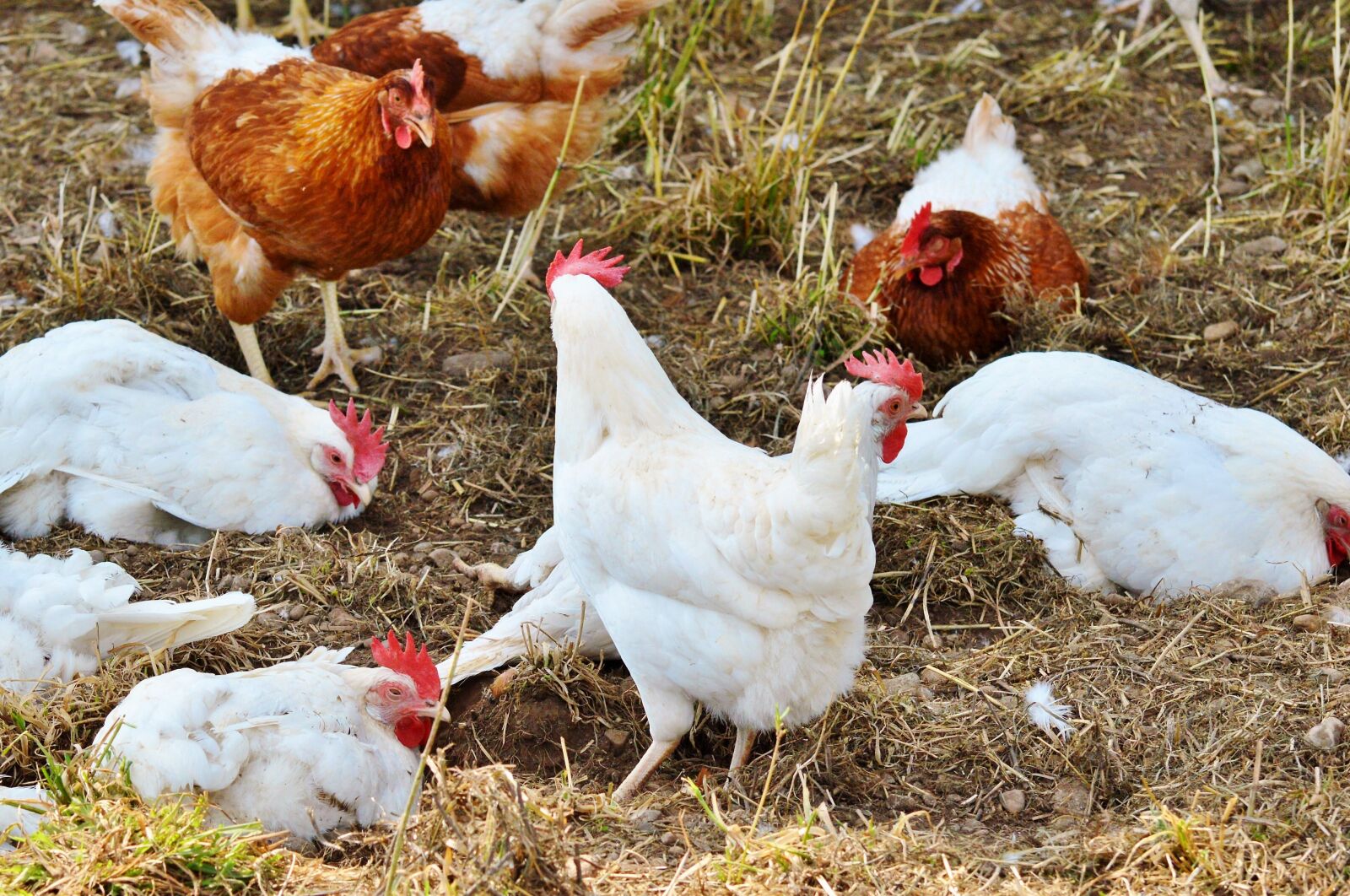 Nikon D3200 sample photo. Chicken, hen, poultry photography
