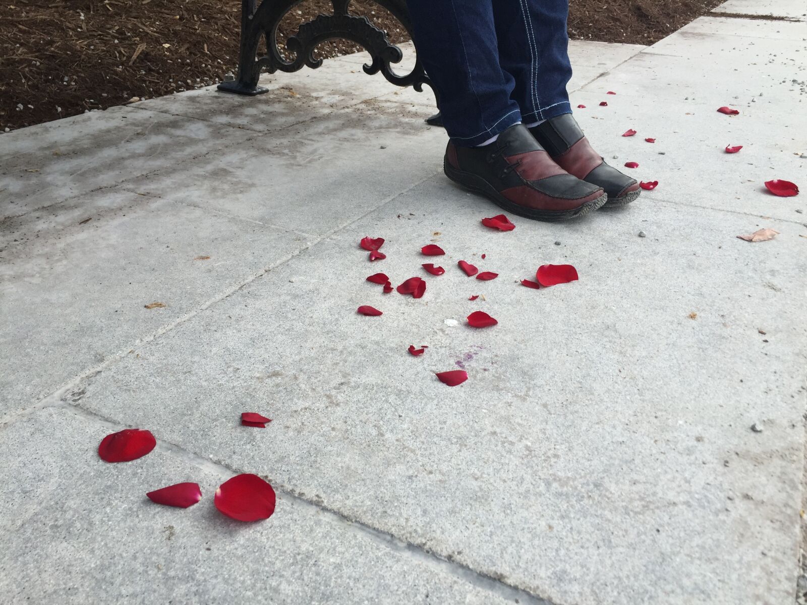 Apple iPhone 6 sample photo. Red rose, red petals photography