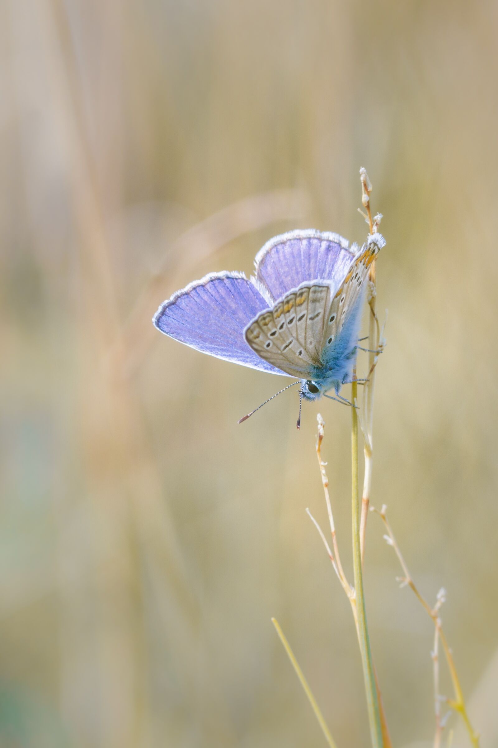 Canon EOS 80D sample photo. Butterfly, insect, macro photography