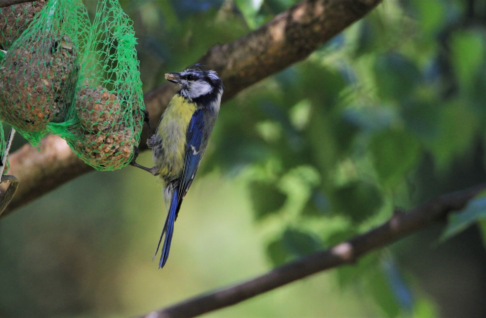 Canon EOS 7D + Tamron SP 150-600mm F5-6.3 Di VC USD sample photo. Blue tit, tit, feed photography