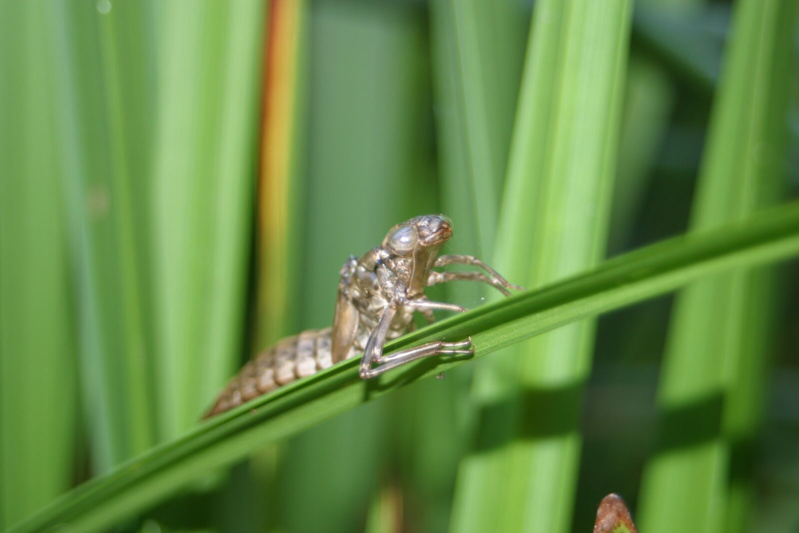 Canon EOS D60 sample photo. Cocoon, insect, close up photography
