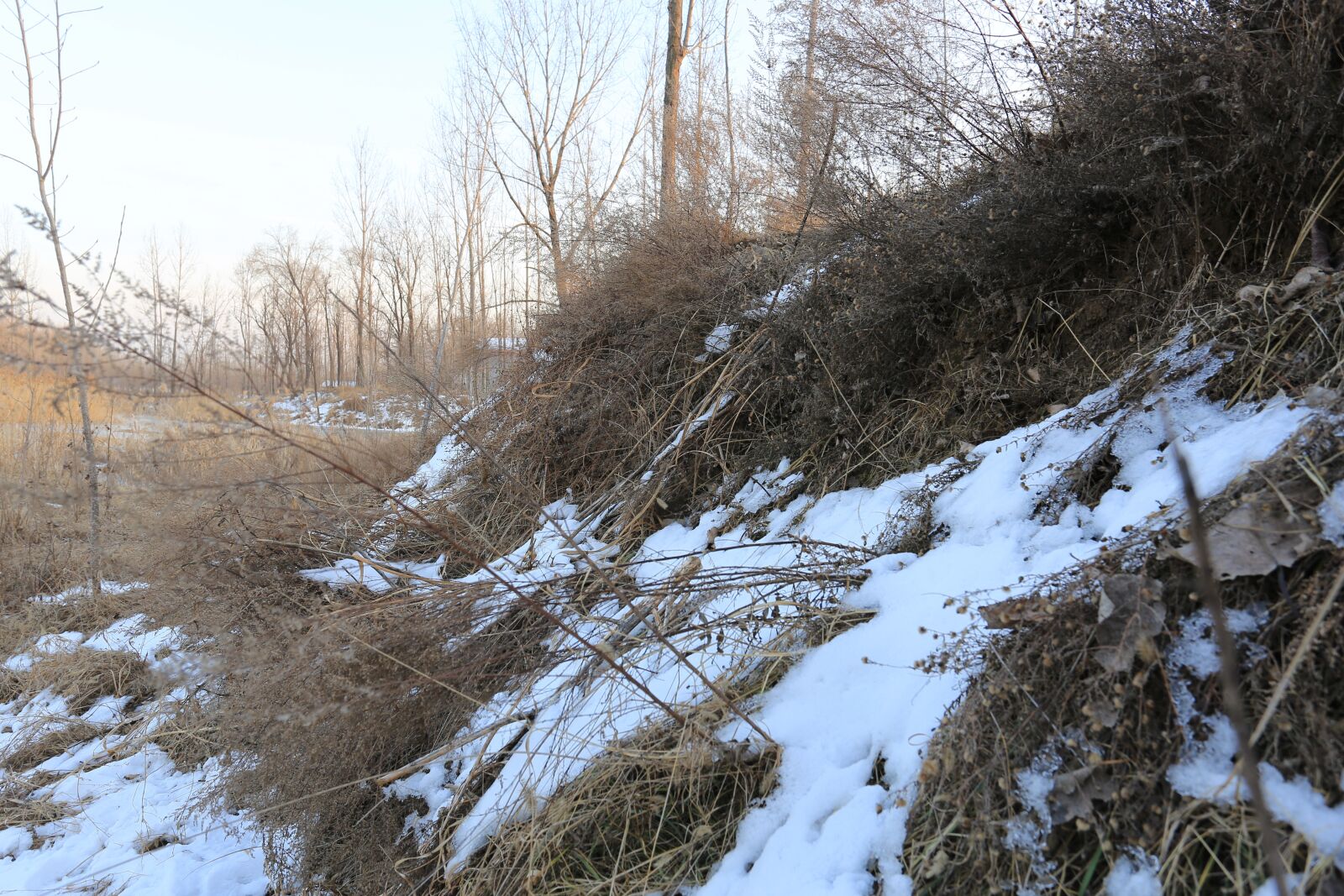 Canon EF 17-40mm F4L USM sample photo. Forest, weeds, snow photography