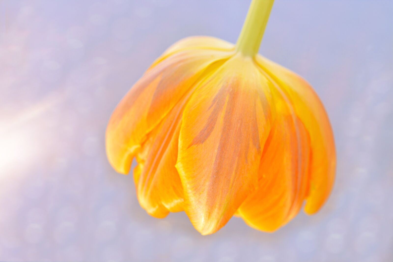 Nikon D7100 sample photo. Tulip, flower, blossom photography