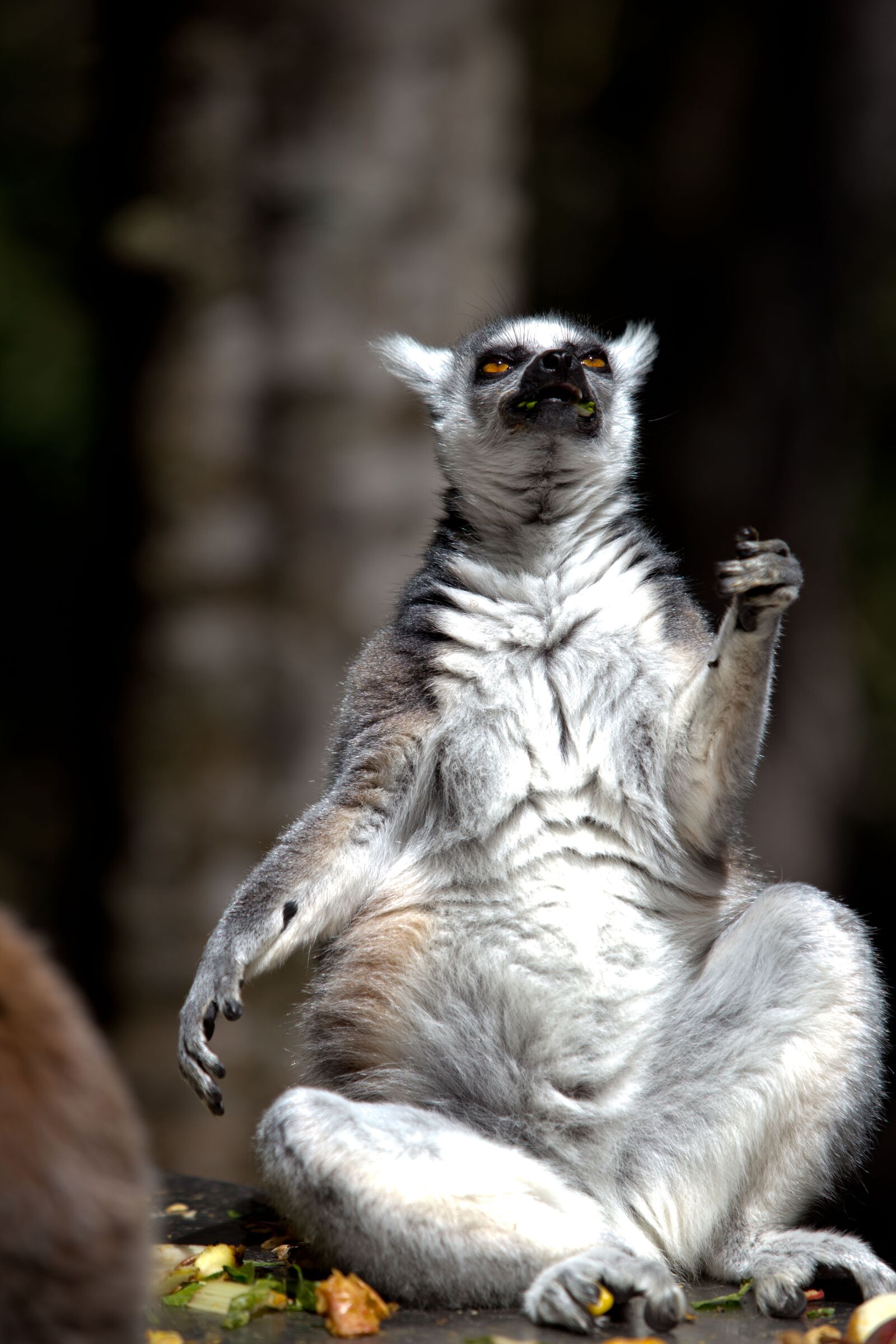 Canon EF 70-200mm F2.8L USM sample photo. Lemur, animal, monkey photography