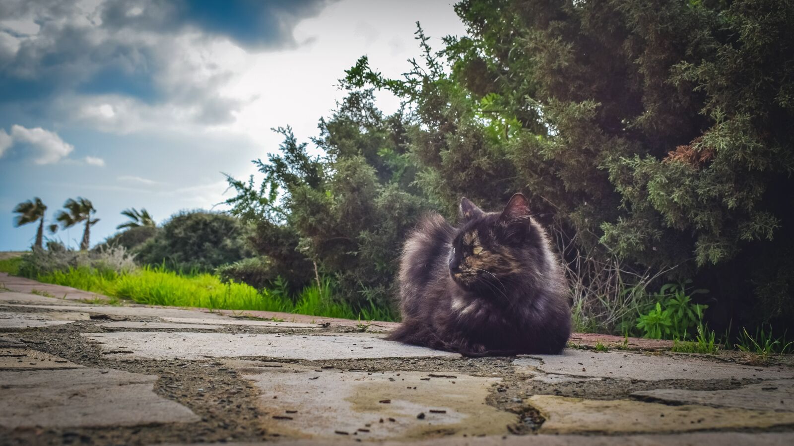 Nikon D3300 sample photo. Cat, stray, young photography