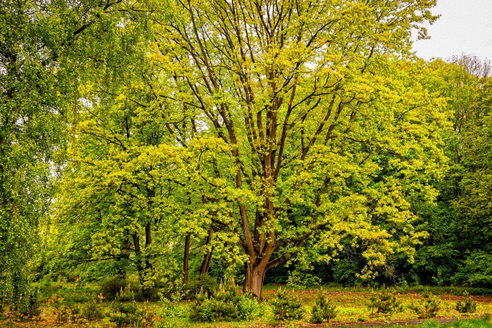 Nikon D3300 sample photo. Tree, crown, aesthetic photography