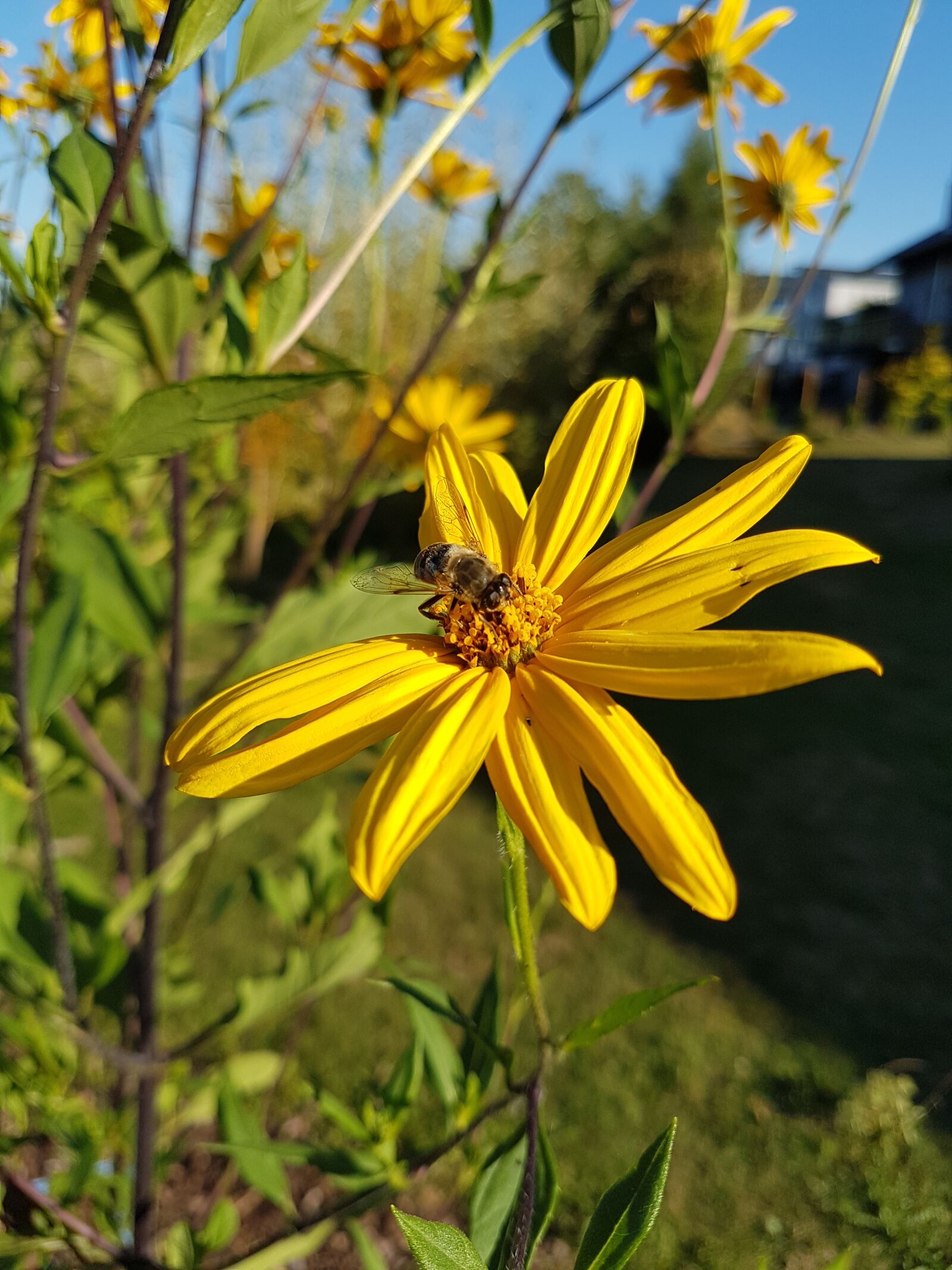 Samsung Galaxy S7 sample photo. Nature, flower, summer photography
