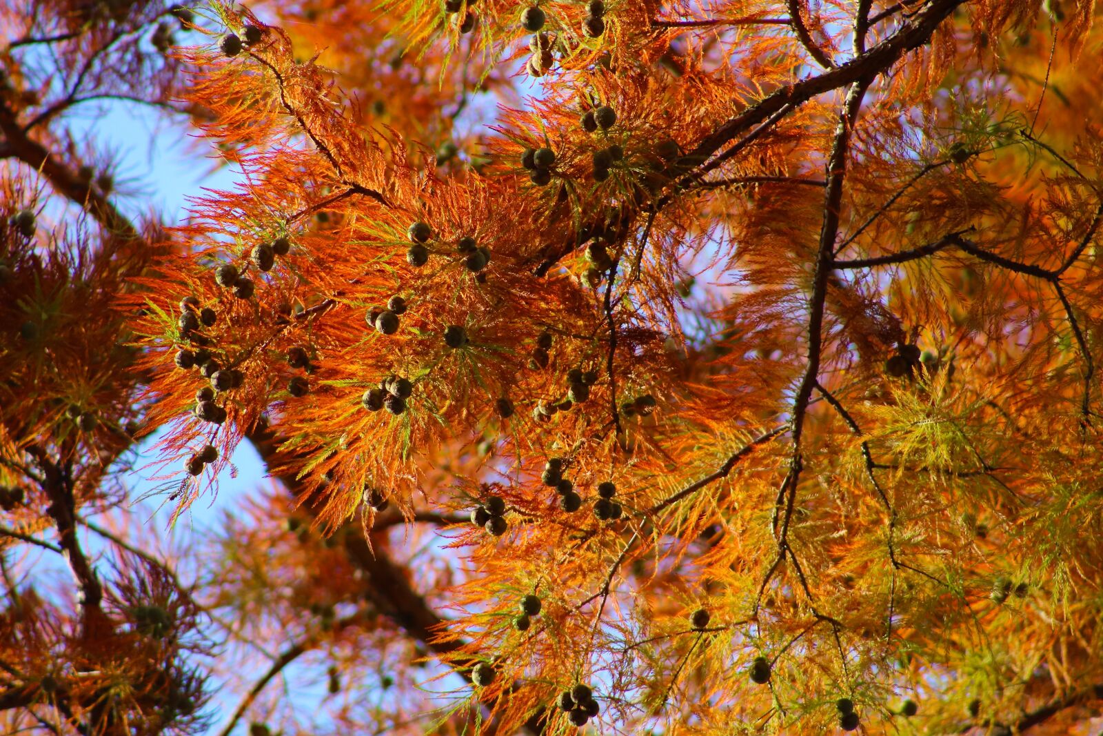Canon EOS 750D (EOS Rebel T6i / EOS Kiss X8i) sample photo. Tree, branches, tap photography