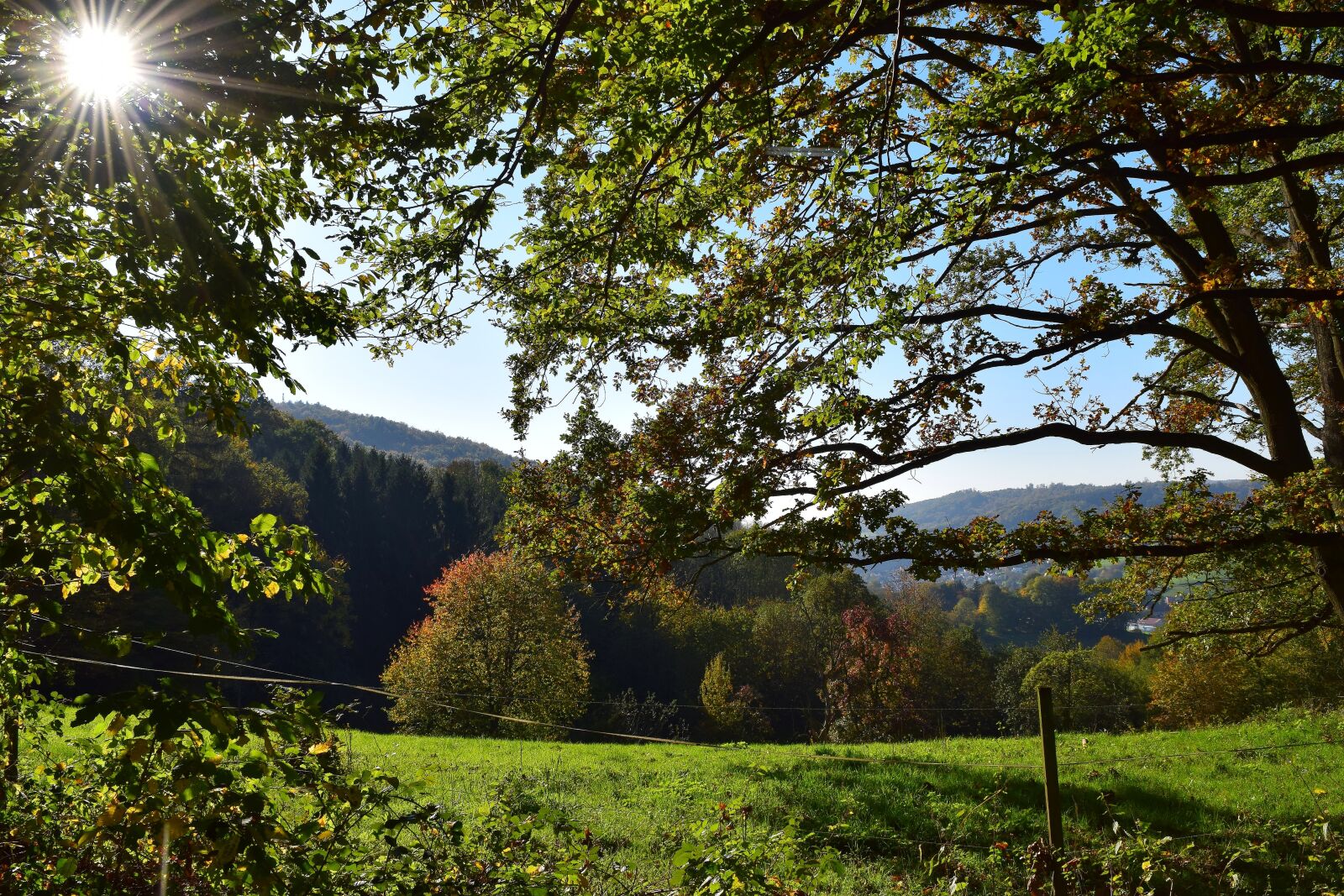 Nikon D5300 sample photo. Nature, trees, forest photography