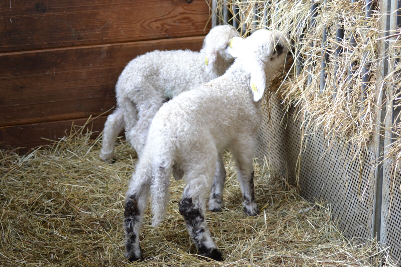 Nikon D3100 sample photo. Child, hay, lamb, stall photography