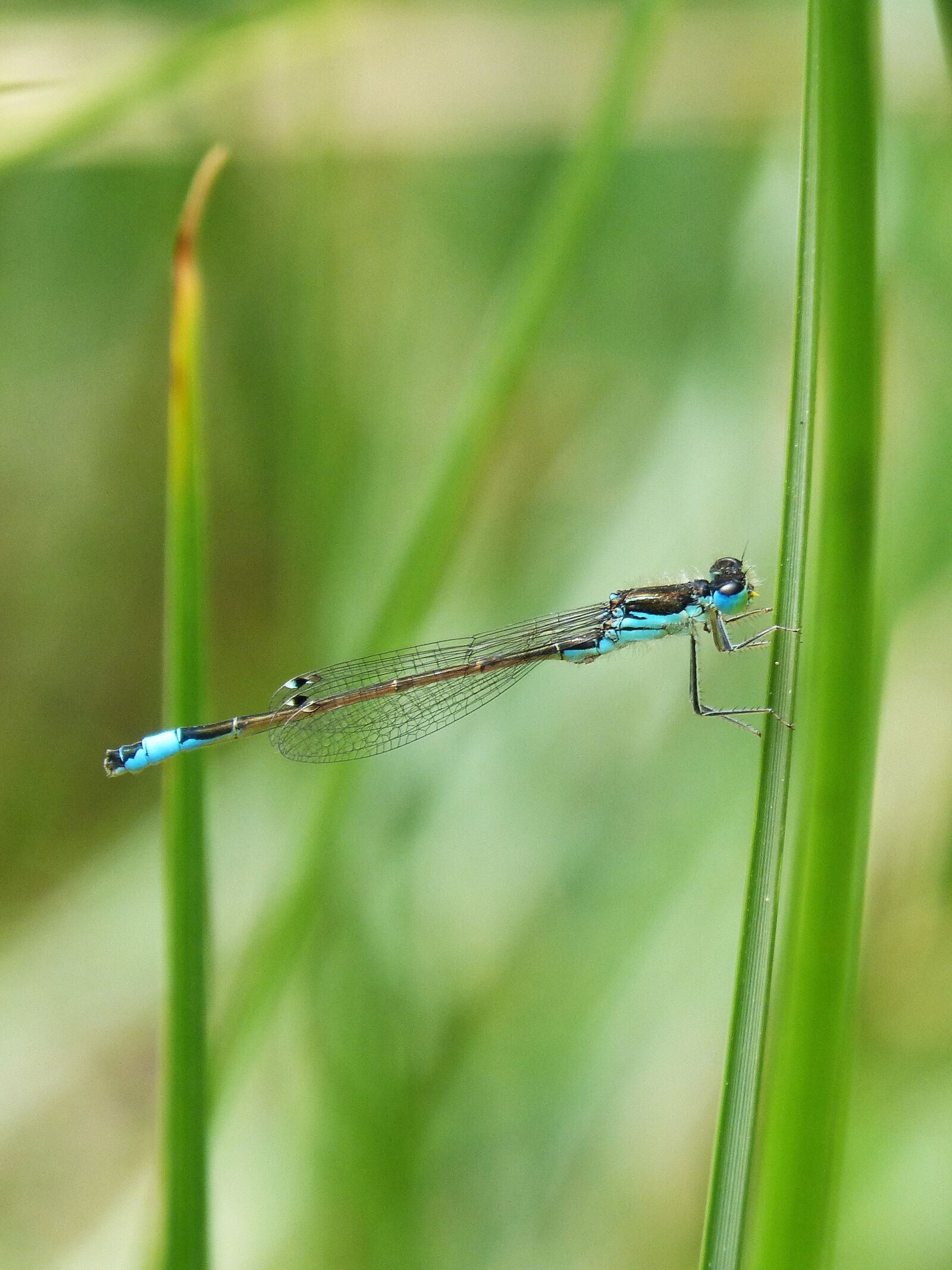 Panasonic DMC-FZ62 sample photo. Dragonfly, blue dragonfly, wetland photography