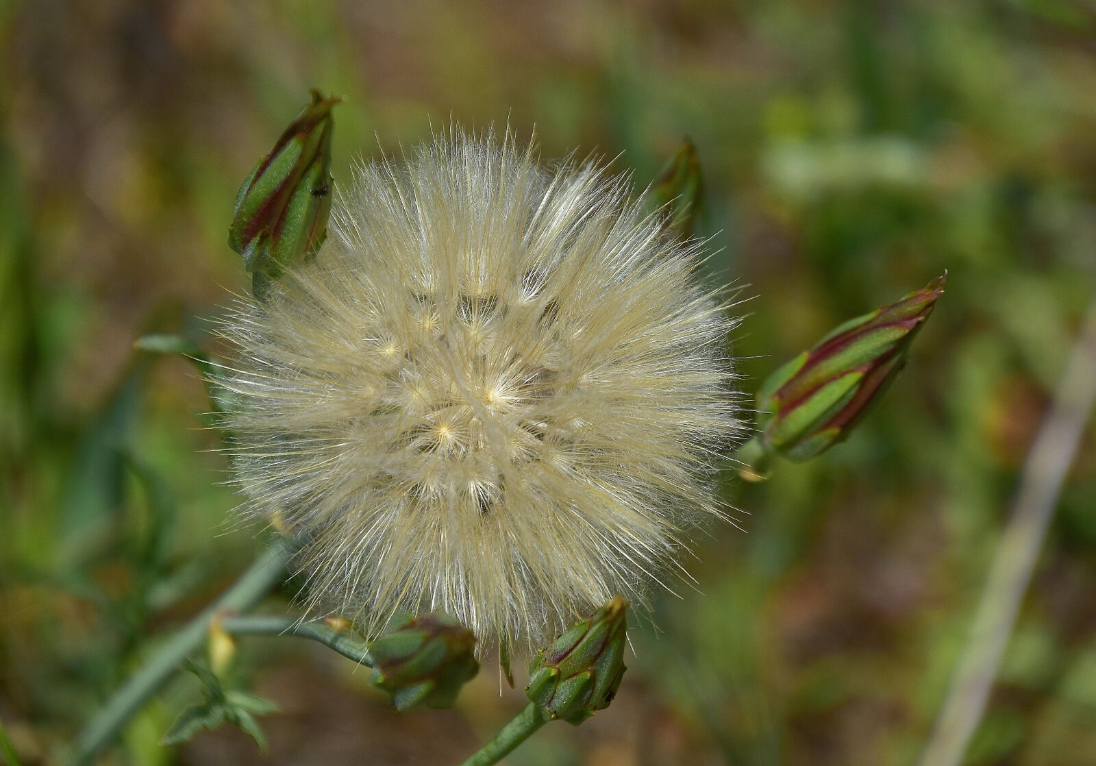 Nikon D7200 sample photo. Flower, garden, plant photography