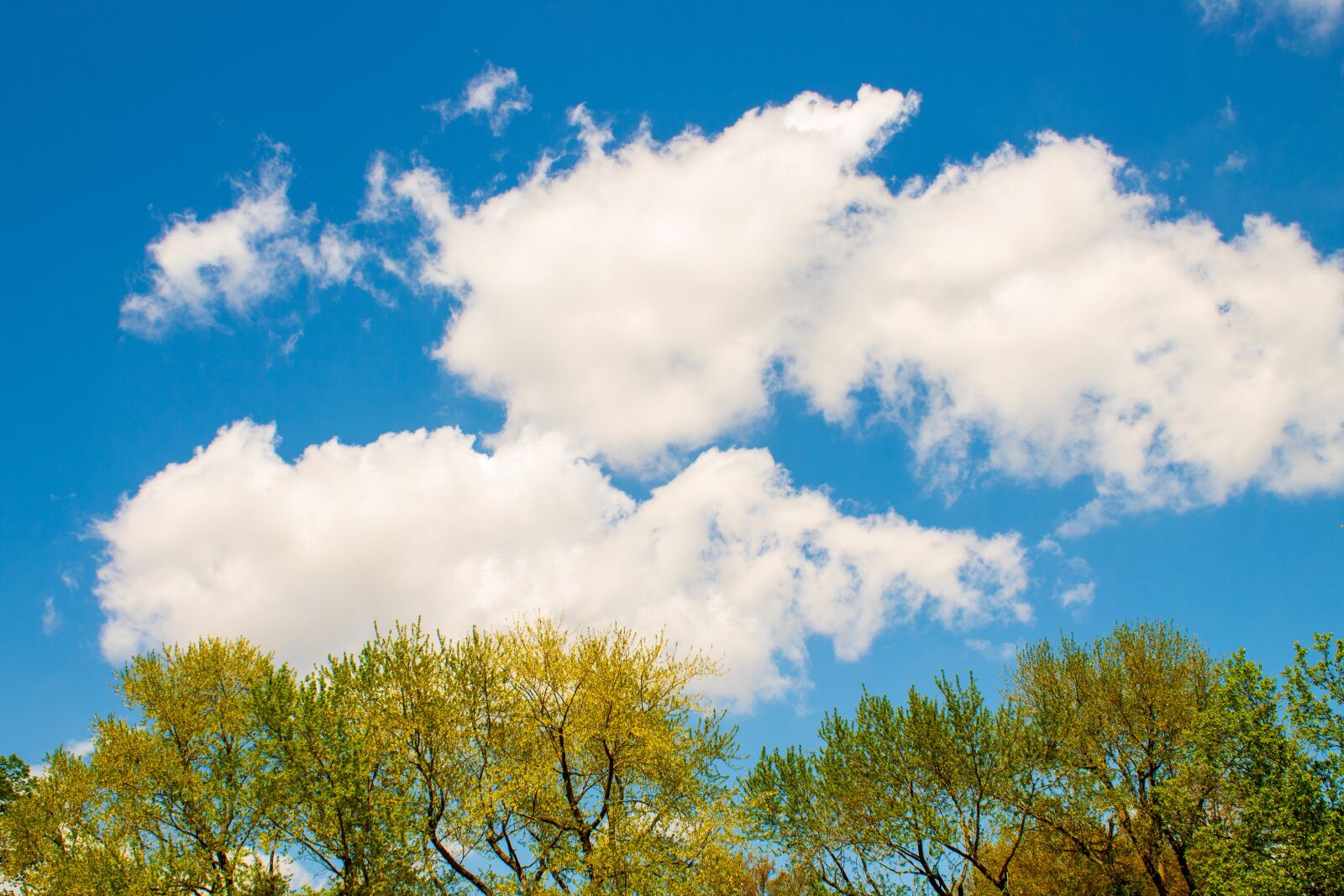 Canon EOS 1300D (EOS Rebel T6 / EOS Kiss X80) sample photo. Clouds, trees, sky photography