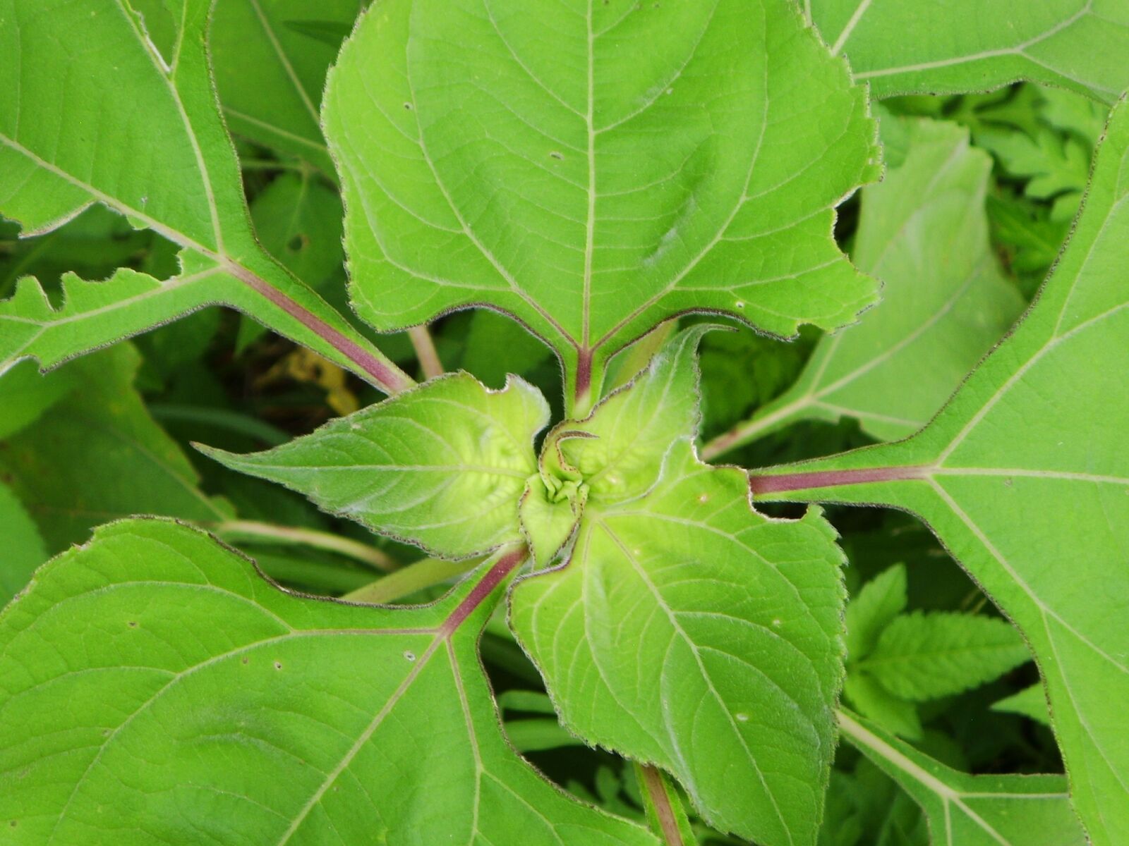 DIGITAL CAM sample photo. Plant green, sheet plant photography