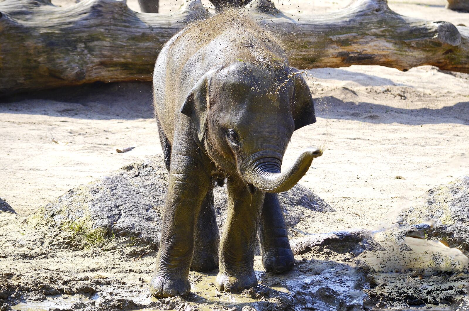 Nikon D5100 sample photo. Elephant, indian elephant, baby photography