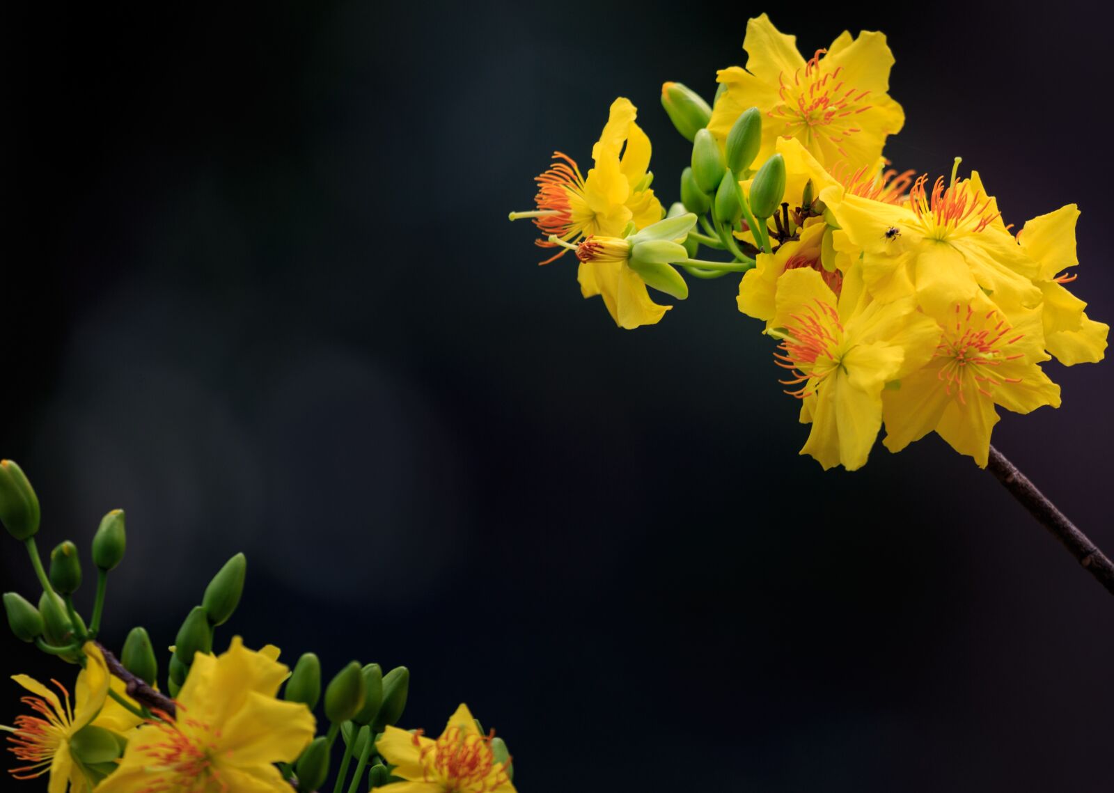 Canon EF 100-400mm F4.5-5.6L IS USM sample photo. Flower, nature, viet nam photography