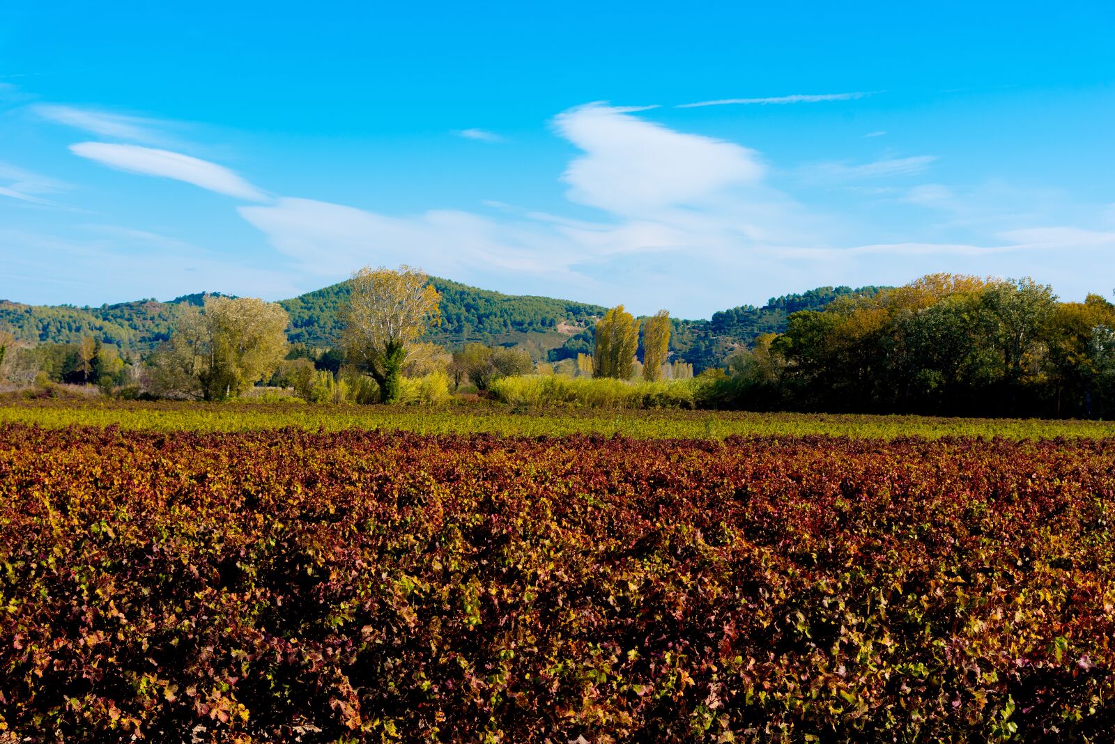 Nikon D750 sample photo. Vines, fall, vineyard photography