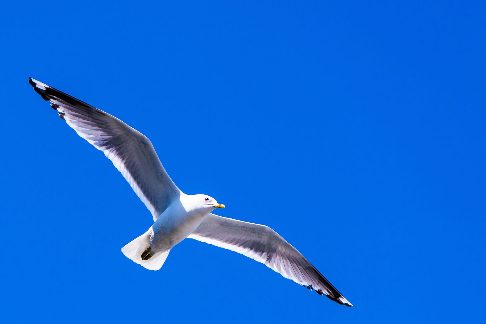 Nikon D810 sample photo. Sea gull, bird, wingspan photography