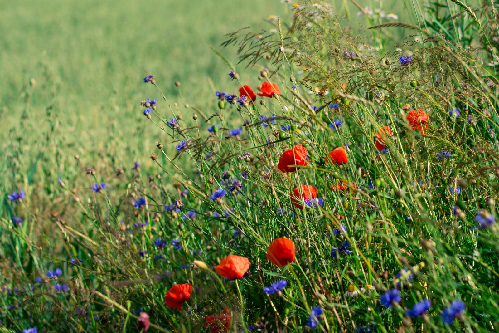 Nikon D5200 sample photo. Poppies, charby, flowers photography