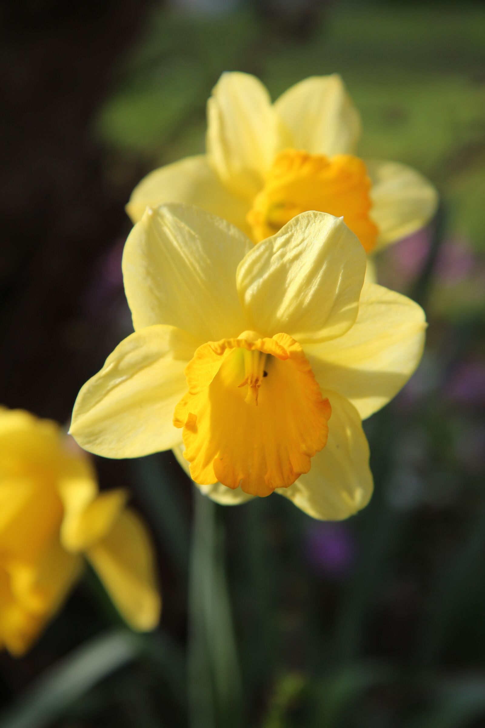 Canon EOS 600D (Rebel EOS T3i / EOS Kiss X5) sample photo. Narcissus, narcissus yellow, daffodil photography