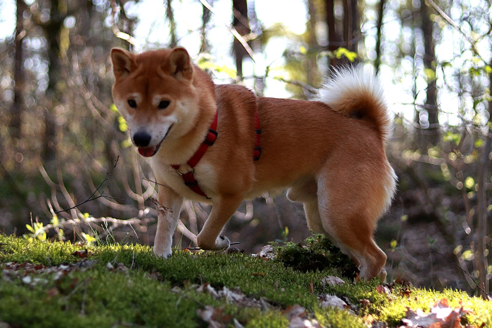 Canon EOS 200D (EOS Rebel SL2 / EOS Kiss X9) sample photo. Pet, dog head, dog photography