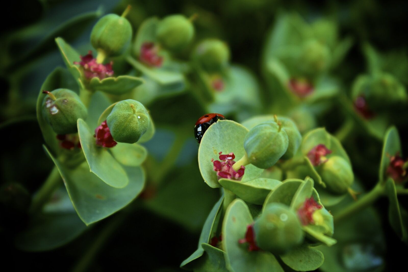 Canon EOS 550D (EOS Rebel T2i / EOS Kiss X4) sample photo. Lady bug, insect, bug photography