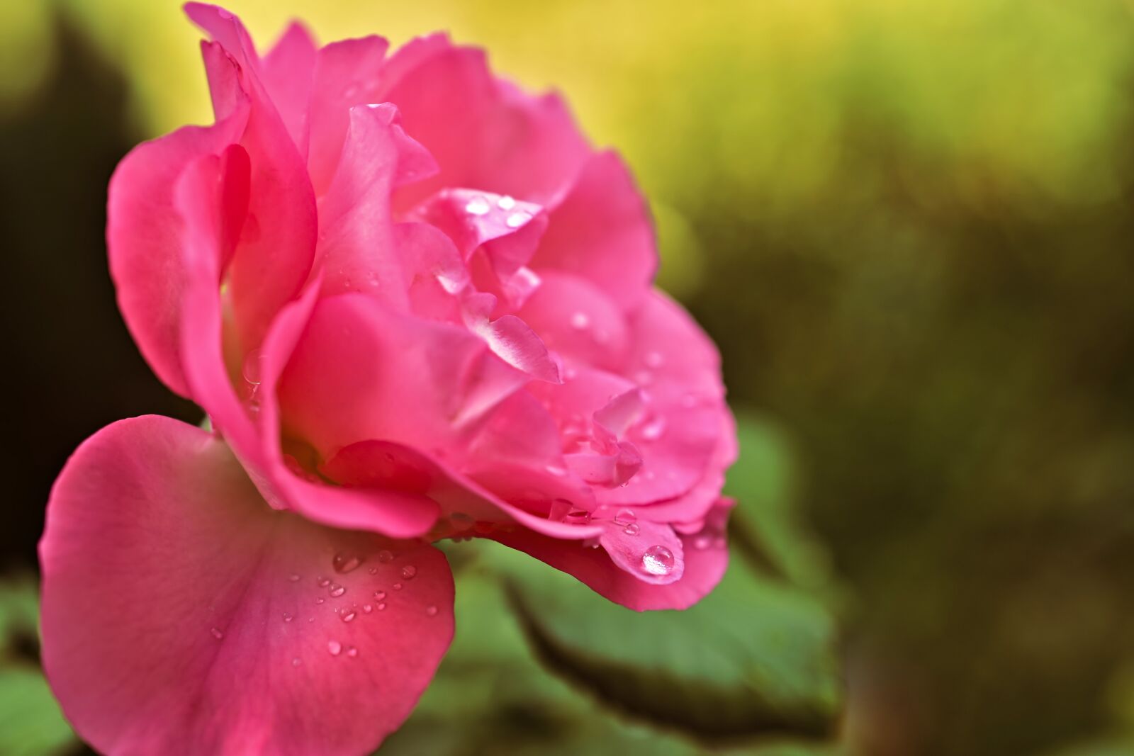 Nikon D5600 sample photo. Drop of water, raindrop photography